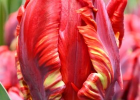 Tulipa Rococo (4)